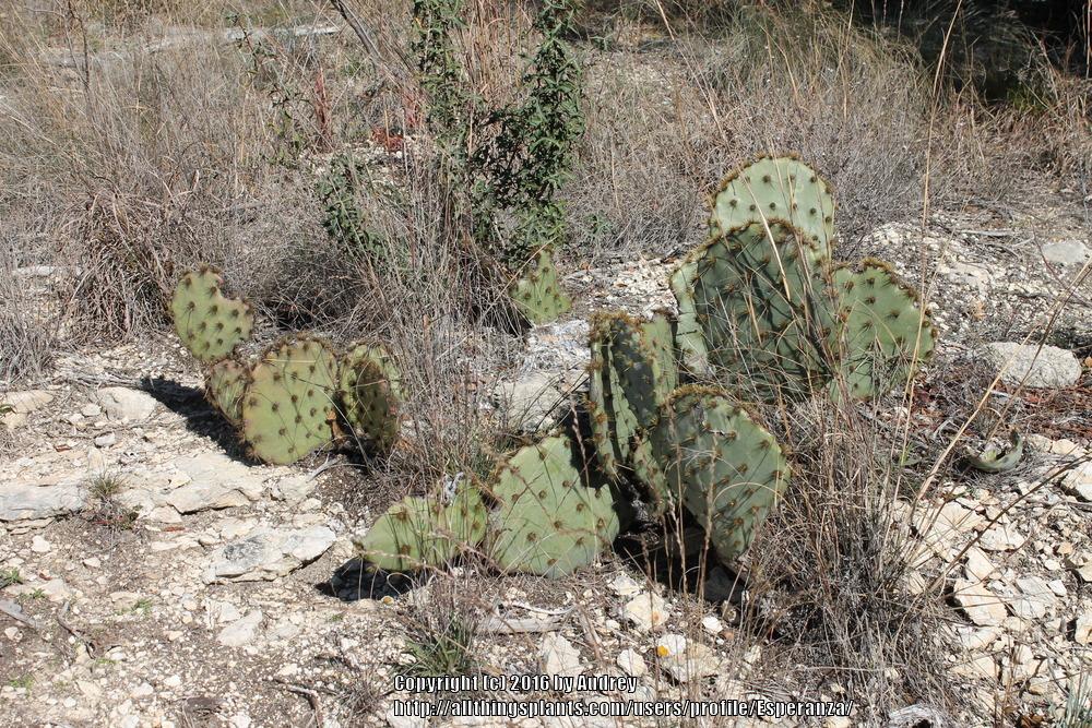 Photo of Brown-Spined Pricklypear (Opuntia phaeacantha var. phaeacantha) uploaded by Esperanza