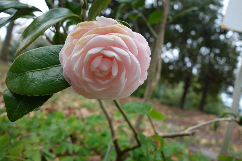 Photo of Japanese Camellia (Camellia japonica 'Pink Perfection') uploaded by mellielong