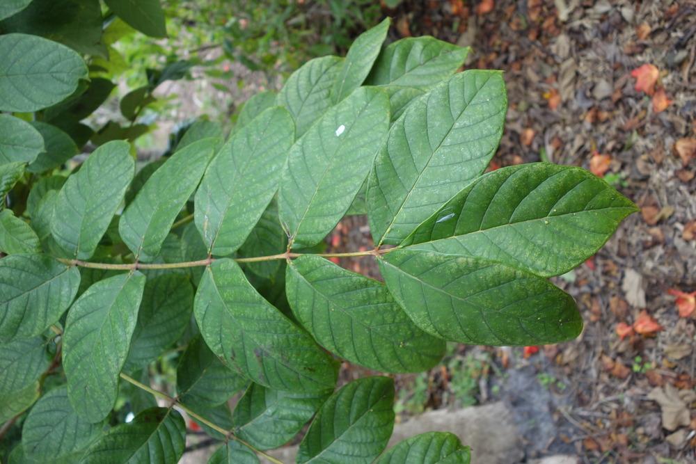 Photo of the leaves of African Tulip Tree (Spathodea campanulata