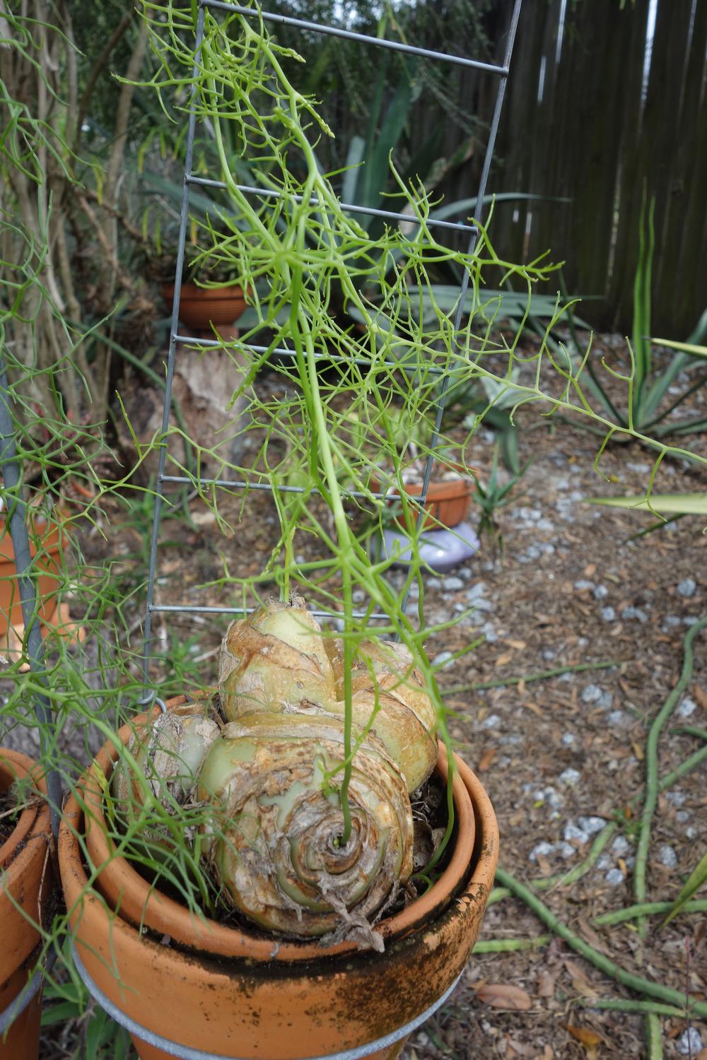 Photo of Climbing Onion (Bowiea volubilis) uploaded by mellielong