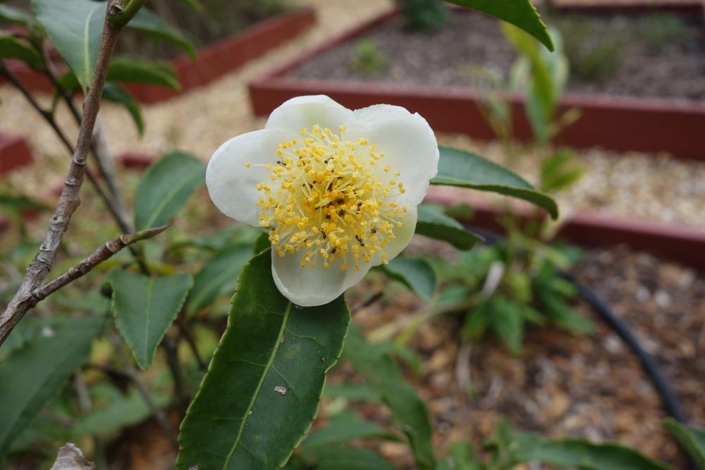 Photo of Tea Plant (Camellia sinensis) uploaded by mellielong