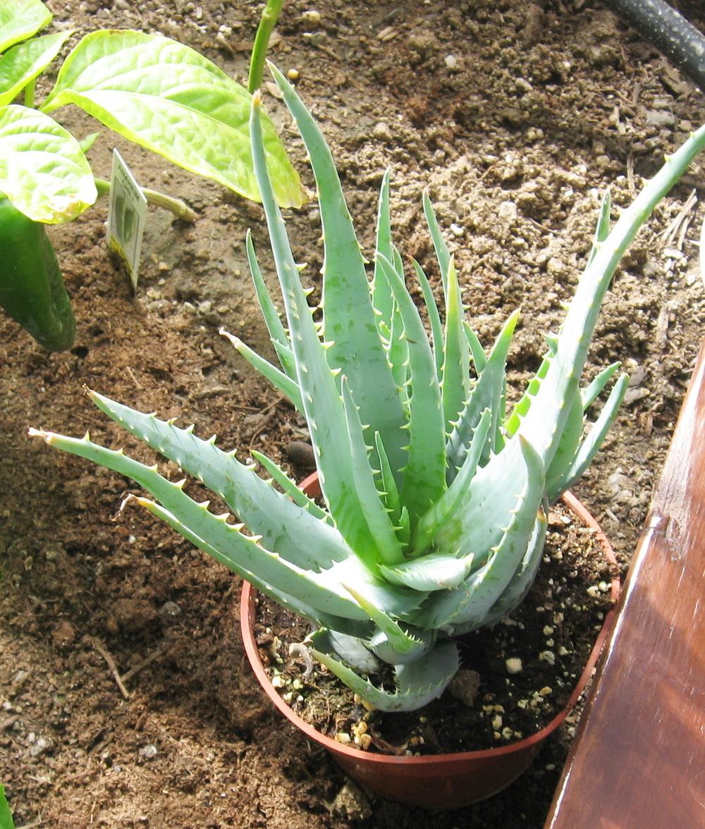 Photo of Aloe 'Blue Elf' uploaded by plantmanager