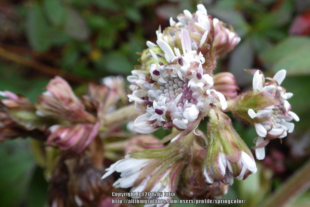 Photo of Butterbur (Petasites pyrenaicus) uploaded by springcolor