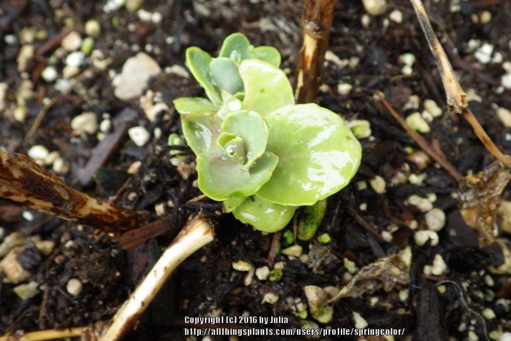 Photo of Stonecrop (Hylotelephium spectabile 'Ice Ruffles') uploaded by springcolor