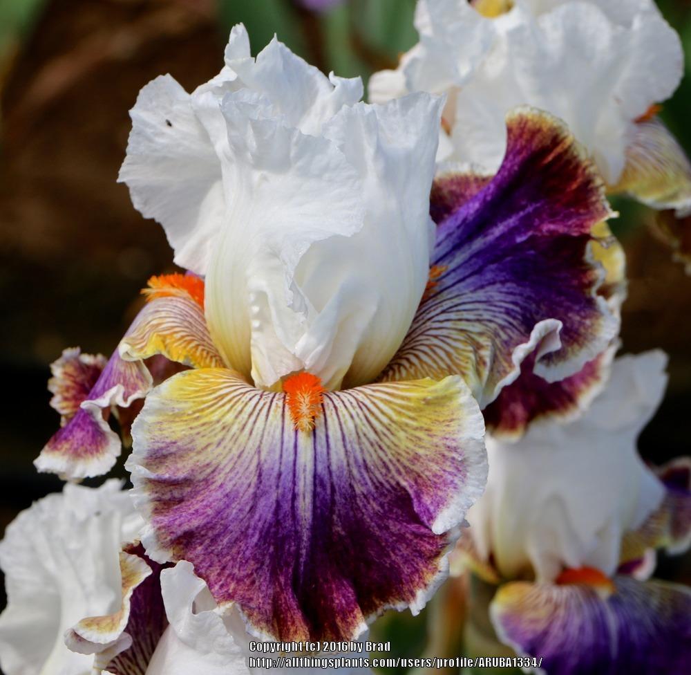 Photo of Tall Bearded Iris (Iris 'Mardi Gras Ball') uploaded by ARUBA1334
