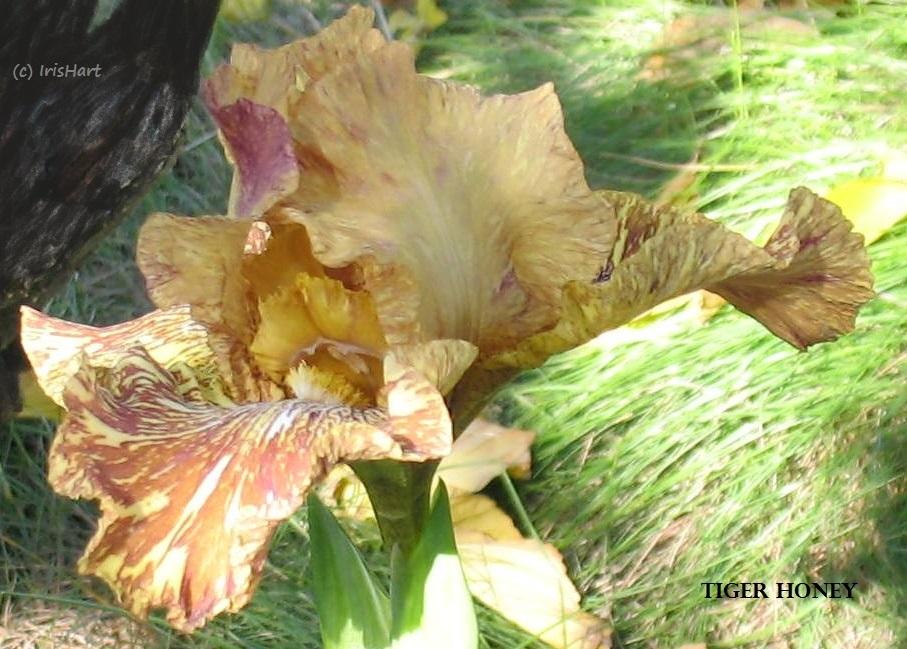 Photo of Tall Bearded Iris (Iris 'Tiger Honey') uploaded by IrisHart