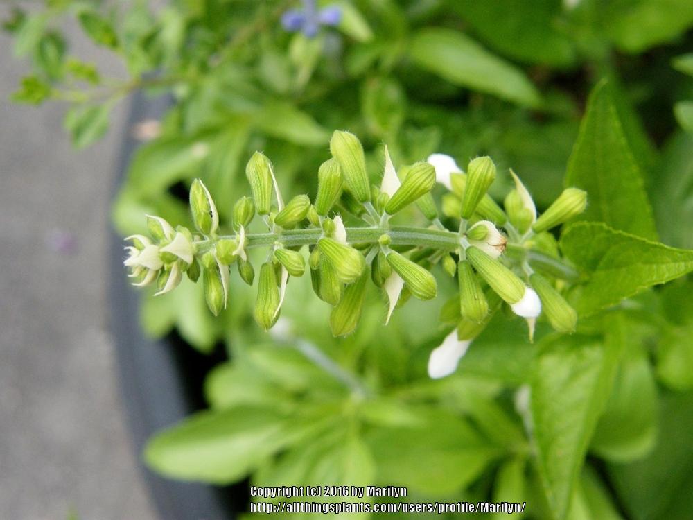 Photo of Salvia (Salvia coccinea Summer Jewel™ White) uploaded by Marilyn