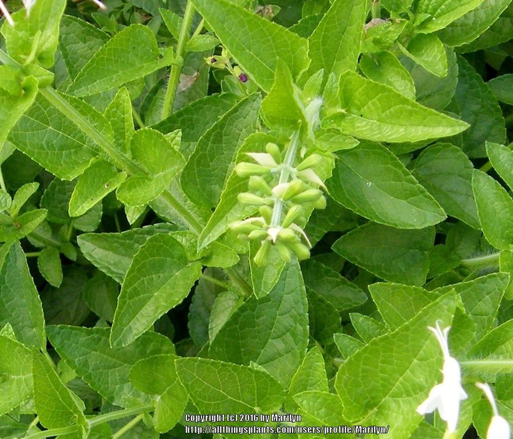 Photo of Salvia (Salvia coccinea Summer Jewel™ White) uploaded by Marilyn