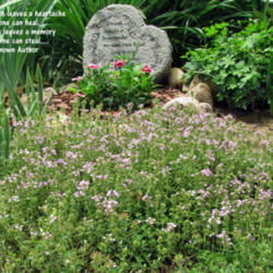 Location: My Gardens
Date: June 30, 2014
Thymus serpyllum, AKA Mother-of-Thyme, Wild Thyme