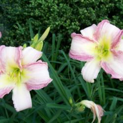Location: bensenville, il
Date: 2013-07-06
one of my favorite daylilies