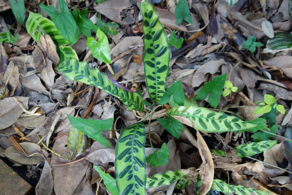 Photo of Rattlesnake Plant (Goeppertia insignis) uploaded by mellielong