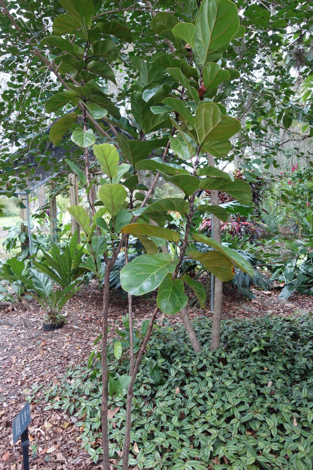 Photo of Fiddle Leaf Fig (Ficus lyrata) uploaded by mellielong
