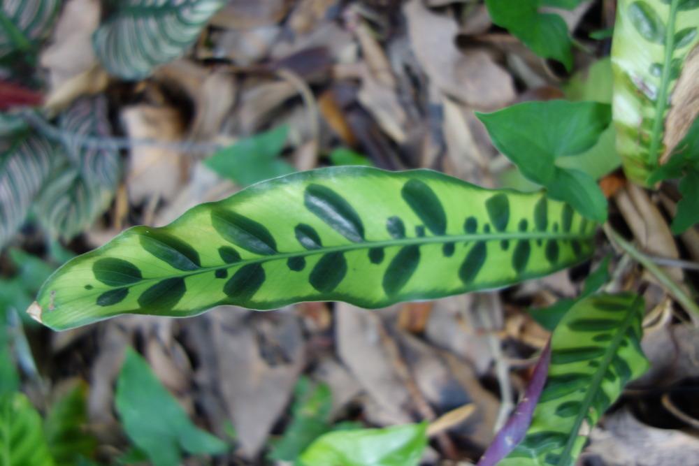 Photo of Rattlesnake Plant (Goeppertia insignis) uploaded by mellielong