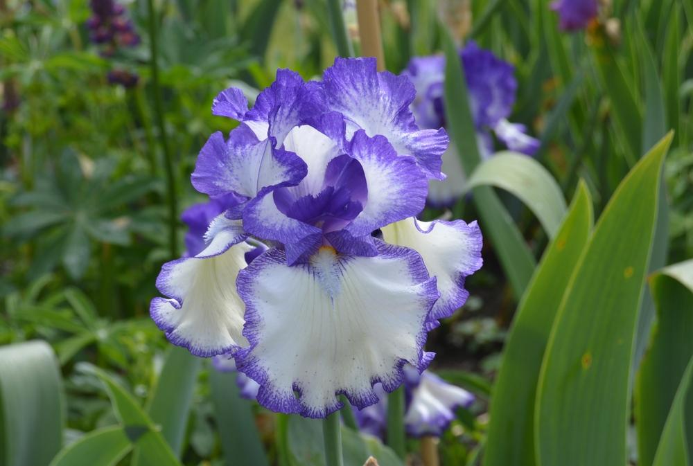 Photo of Tall Bearded Iris (Iris 'Take Five') uploaded by KentPfeiffer