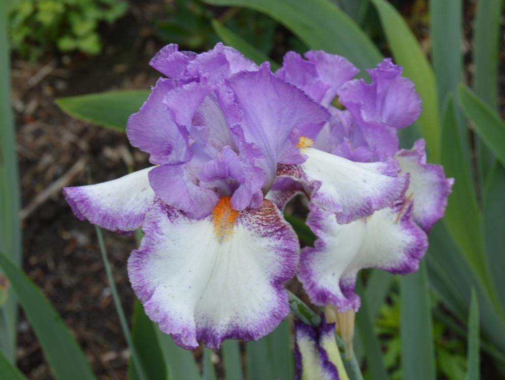 Photo of Tall Bearded Iris (Iris 'Swept Off My Feet') uploaded by KentPfeiffer