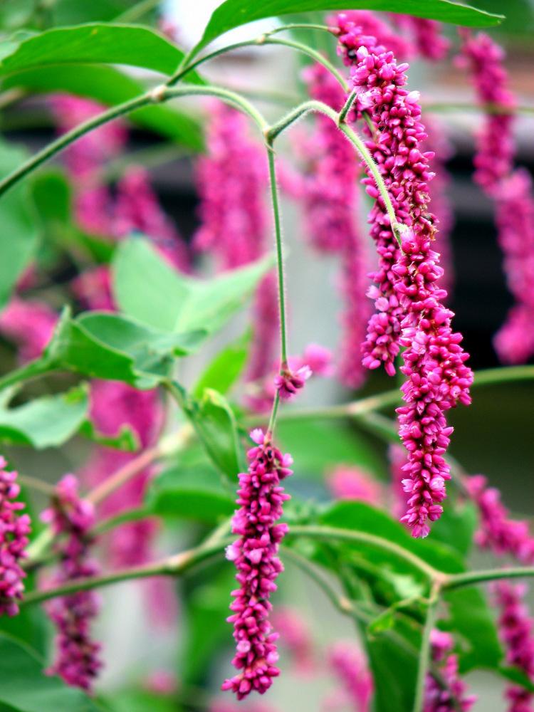 Photo of Kiss Me over the Garden Gate (Persicaria orientalis) uploaded by molanic