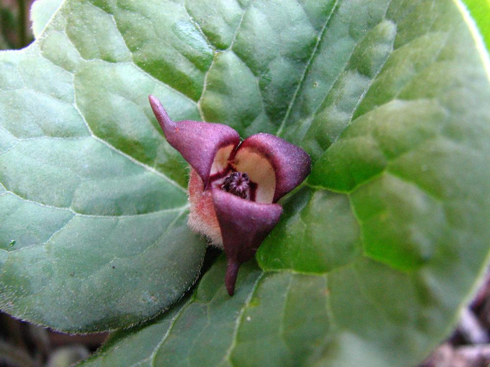 Photo of Wild Ginger (Asarum canadense) uploaded by molanic