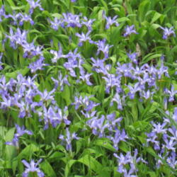 Location: Pool garden
Date: 2015-05-26
Great as a ground cover. Planted in a meandering area between tal