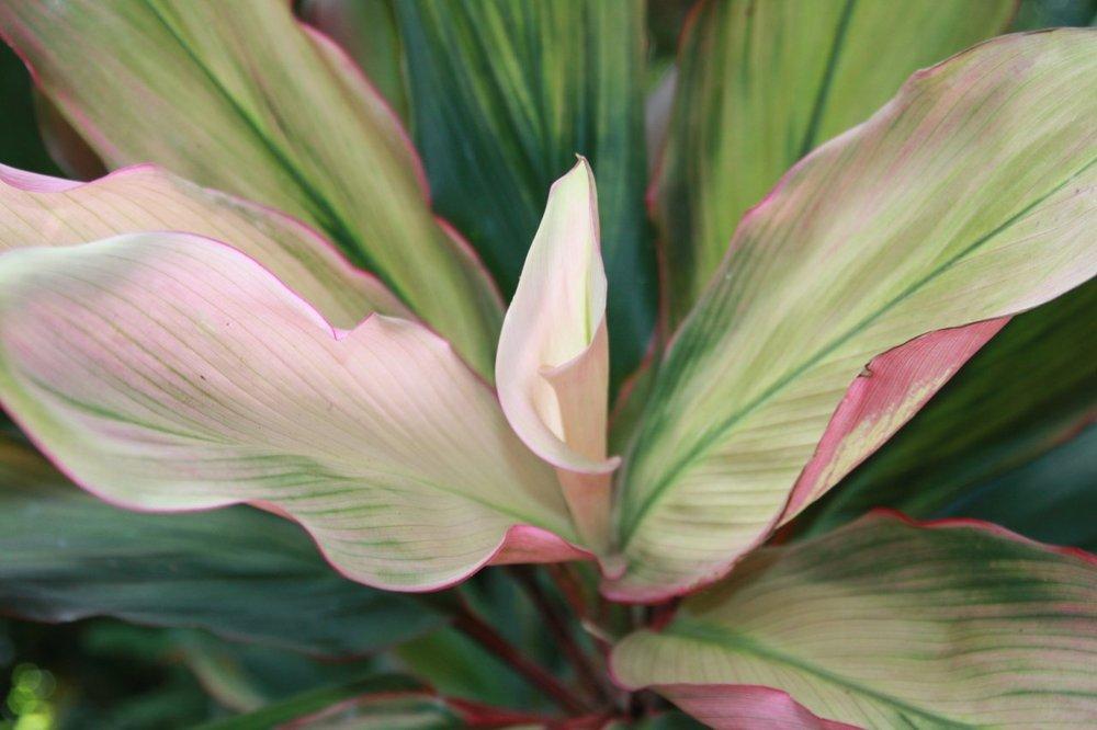 Photo of Ti Plant (Cordyline fruticosa) uploaded by ScotTi