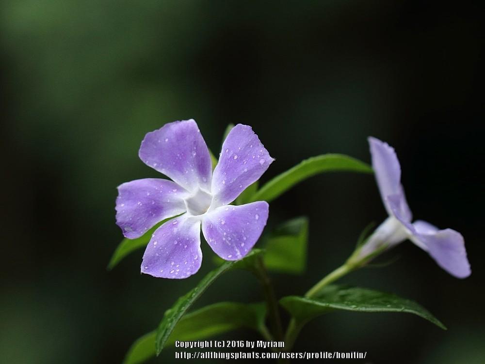 Photo of Greater Periwinkle (Vinca major) uploaded by bonitin