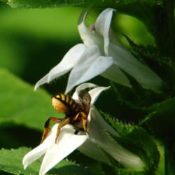 Location: IL
Date: 2012-08-29
#Pollination