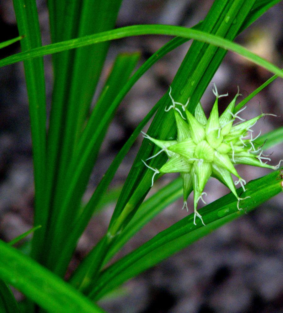 Photo of Morning Star Sedge (Carex grayi) uploaded by molanic