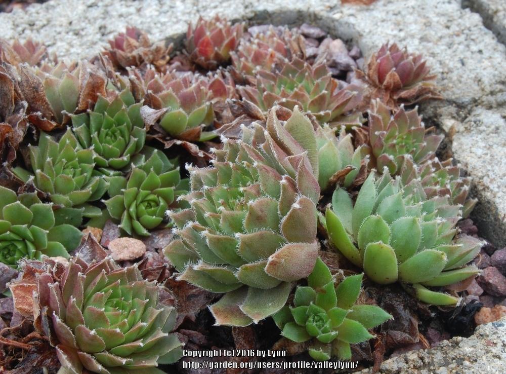 Photo of Hen and Chicks (Sempervivum 'Cobweb Capers') uploaded by valleylynn