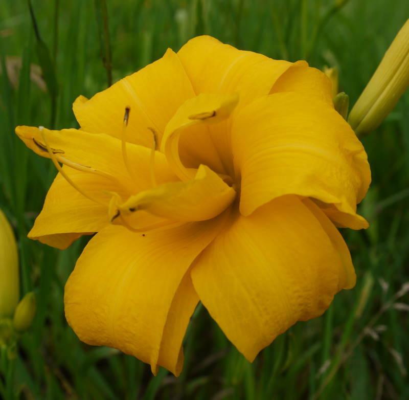 Photo of Daylily (Hemerocallis 'Full and Round') uploaded by AlleyCat