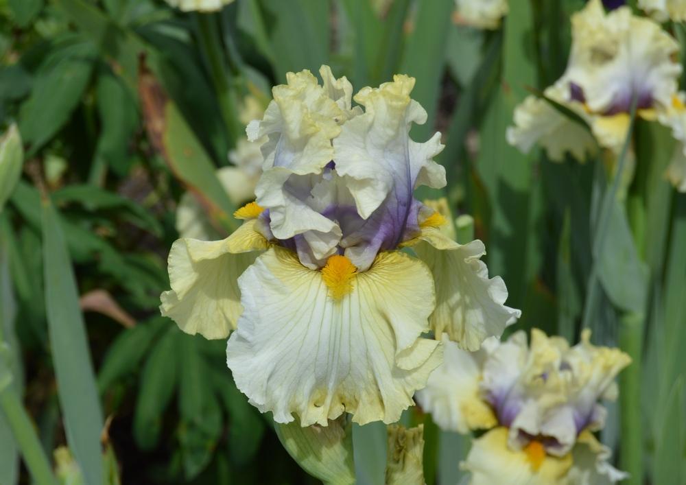 Photo of Tall Bearded Iris (Iris 'Trade Secret') uploaded by KentPfeiffer