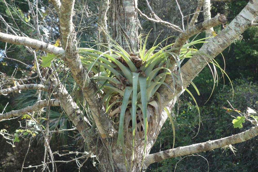 Photo of Giant Air Plant (Tillandsia utriculata) uploaded by mellielong