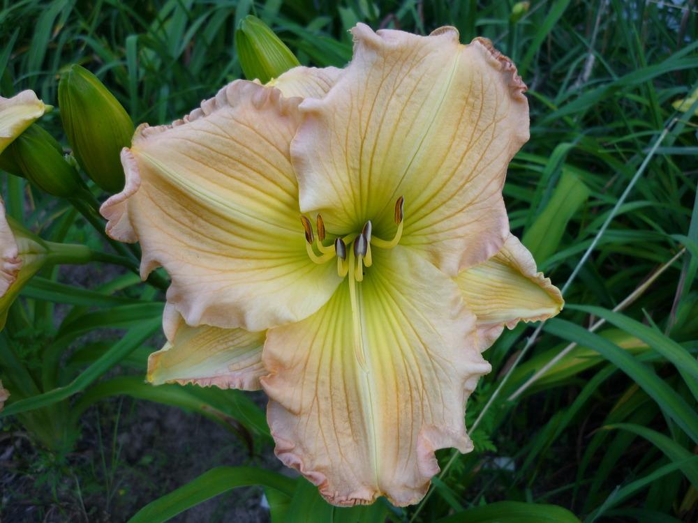 Photo of Daylily (Hemerocallis 'Stop the Show') uploaded by AlleyCat