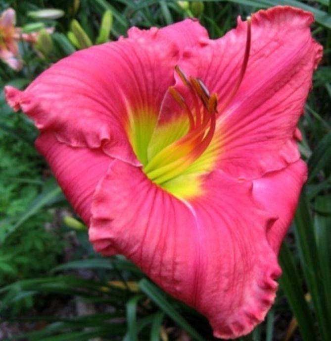 Photo of Daylily (Hemerocallis 'In the Heart of It All') uploaded by Sscape