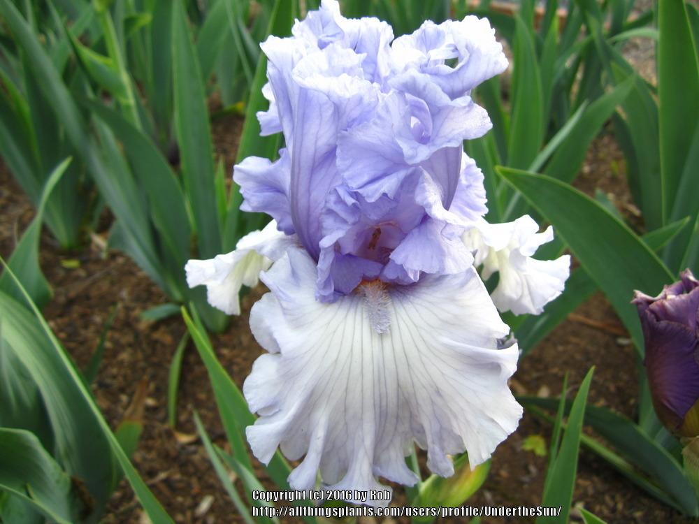 Photo of Tall Bearded Iris (Iris 'Never Been Kissed') uploaded by UndertheSun