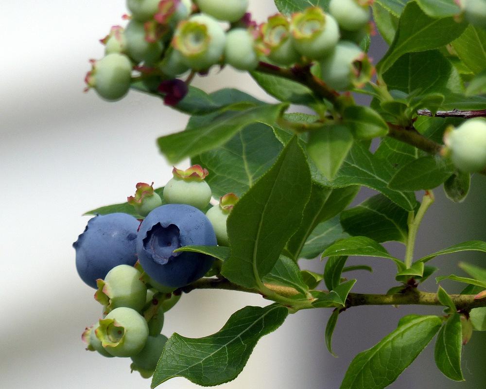 Photo of Half-high Highbush Blueberry (Vaccinium corymbosum 'Northland') uploaded by molanic