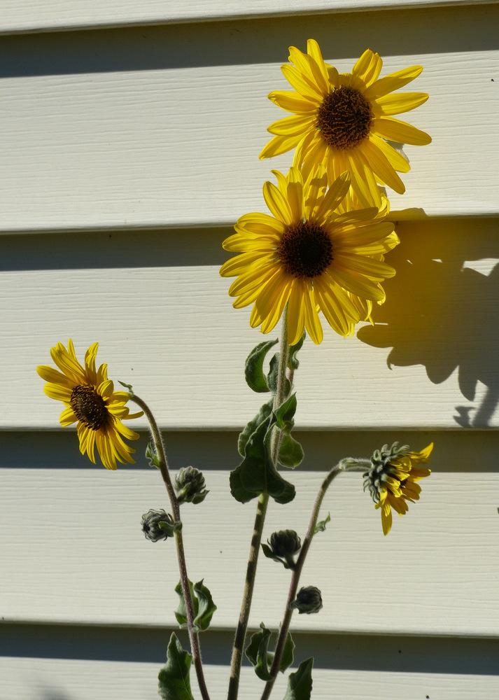 Photo of Downy Sunflower (Helianthus mollis) uploaded by molanic