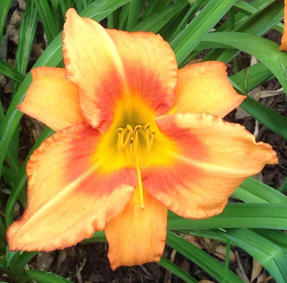 Photo of Daylily (Hemerocallis 'Leebea Orange Crush') uploaded by scflowers