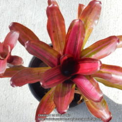 Location: Central Florida
Date: 2016-01-19
Bromeliad 'Zoe' new offset starting