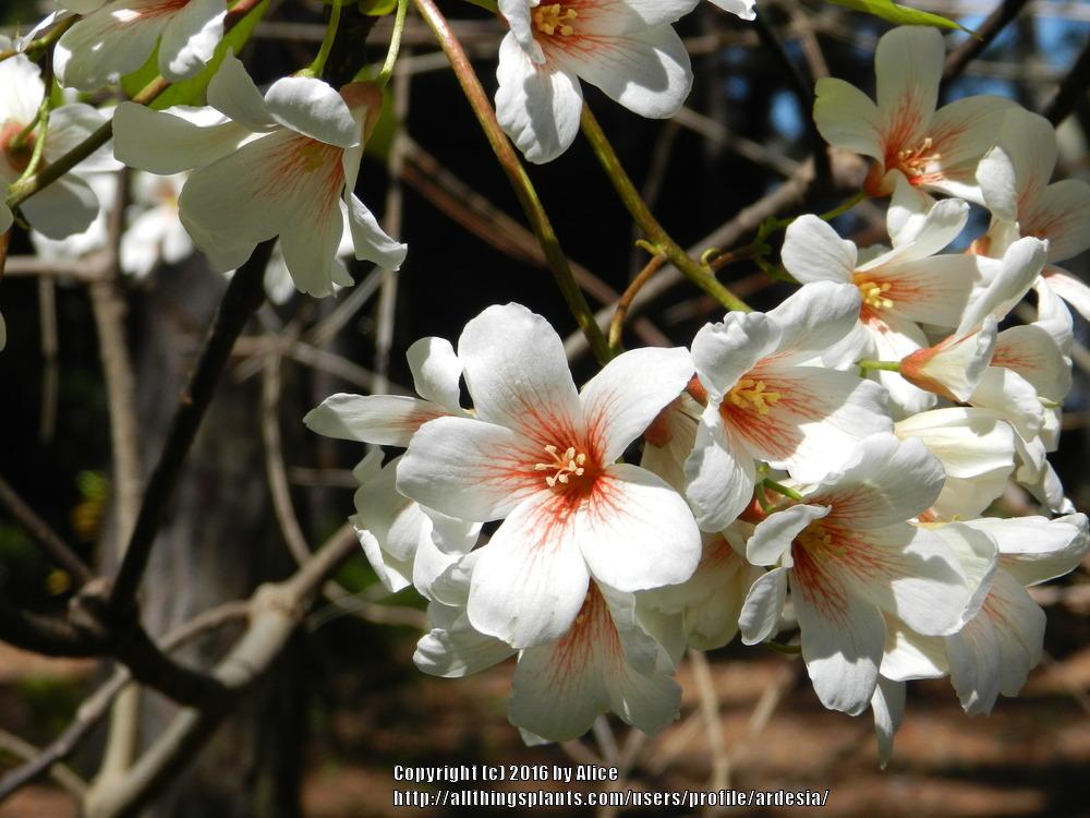 Photo of Tung-Oil Tree (Vernicia fordii) uploaded by ardesia