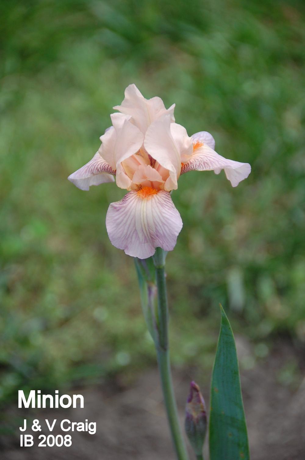 Photo of Intermediate Bearded Iris (Iris 'Minion') uploaded by coboro