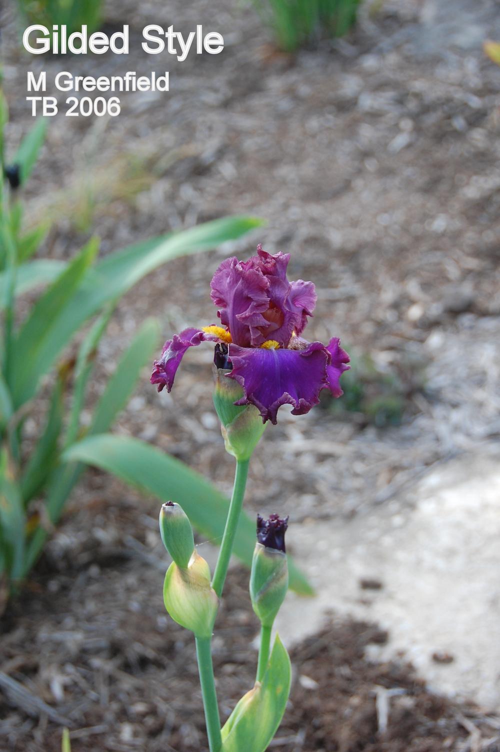 Photo of Tall Bearded Iris (Iris 'Gilded Style') uploaded by coboro