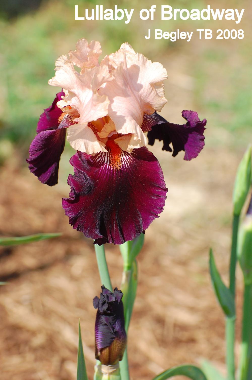 Photo of Tall Bearded Iris (Iris 'Lullaby of Broadway') uploaded by coboro