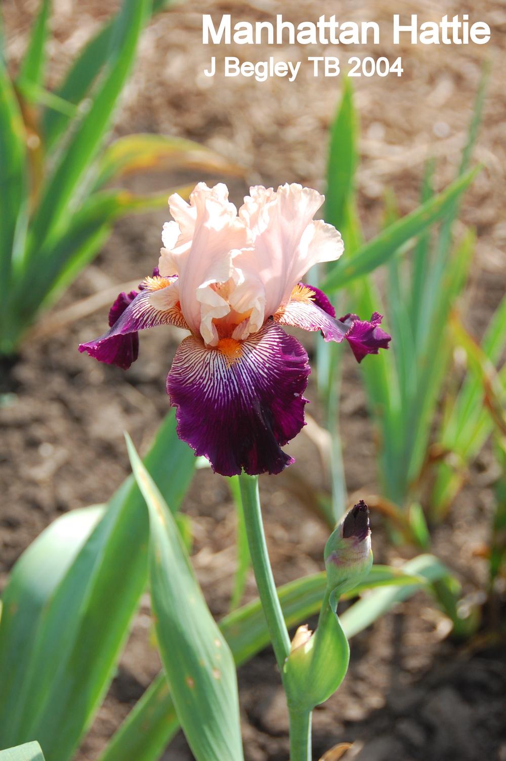 Photo of Tall Bearded Iris (Iris 'Manhattan Hattie') uploaded by coboro