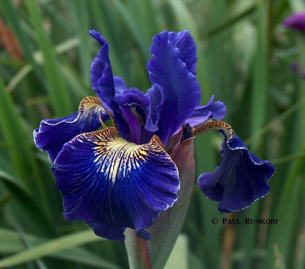 Photo of Siberian Iris (Iris 'Golden Edge') uploaded by vanozzi
