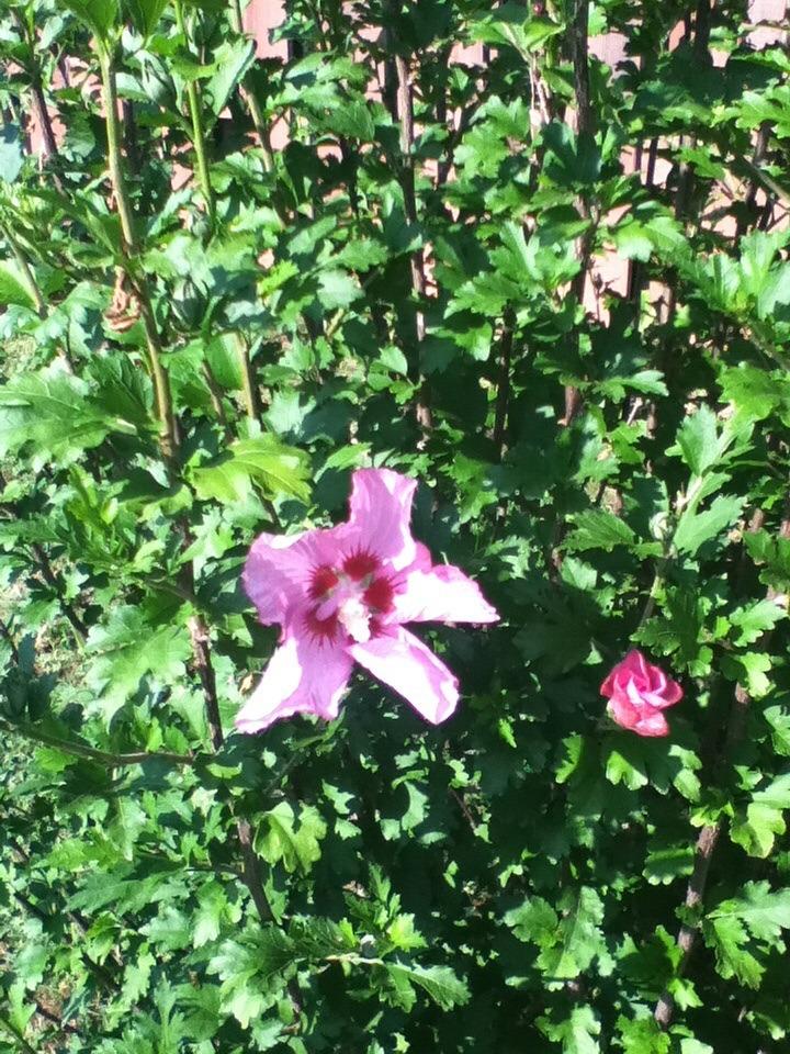 Photo of Rose of Sharon (Hibiscus syriacus Rose Satin®) uploaded by Salems