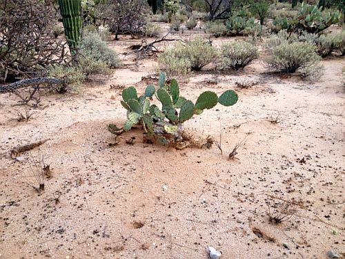 Photo of Engelmann's Prickly Pear Cactus (Opuntia engelmannii) uploaded by jamesicus