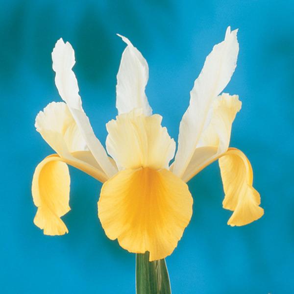 Photo of Dutch Iris (Iris x hollandica 'Apollo') uploaded by Calif_Sue