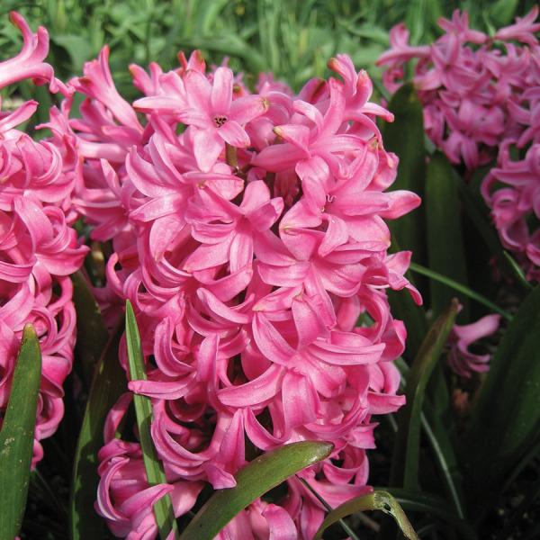 Photo of Dutch Hyacinth (Hyacinthus orientalis 'Pink Pearl') uploaded by Calif_Sue