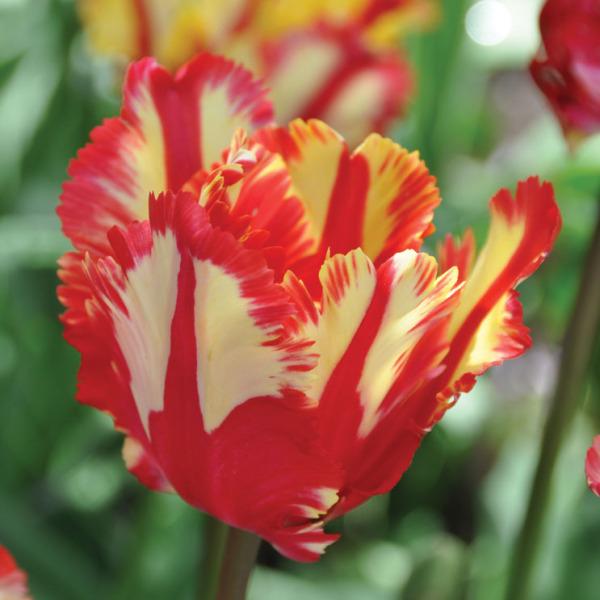 Photo of Parrot Tulip (Tulipa 'Flaming Parrot') uploaded by Calif_Sue