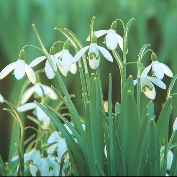 Photo of Snowdrop (Galanthus nivalis) uploaded by Calif_Sue