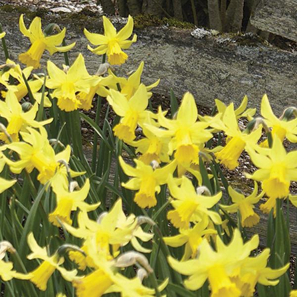 Photo of Cyclamineus Daffodil (Narcissus 'February Gold') uploaded by Calif_Sue